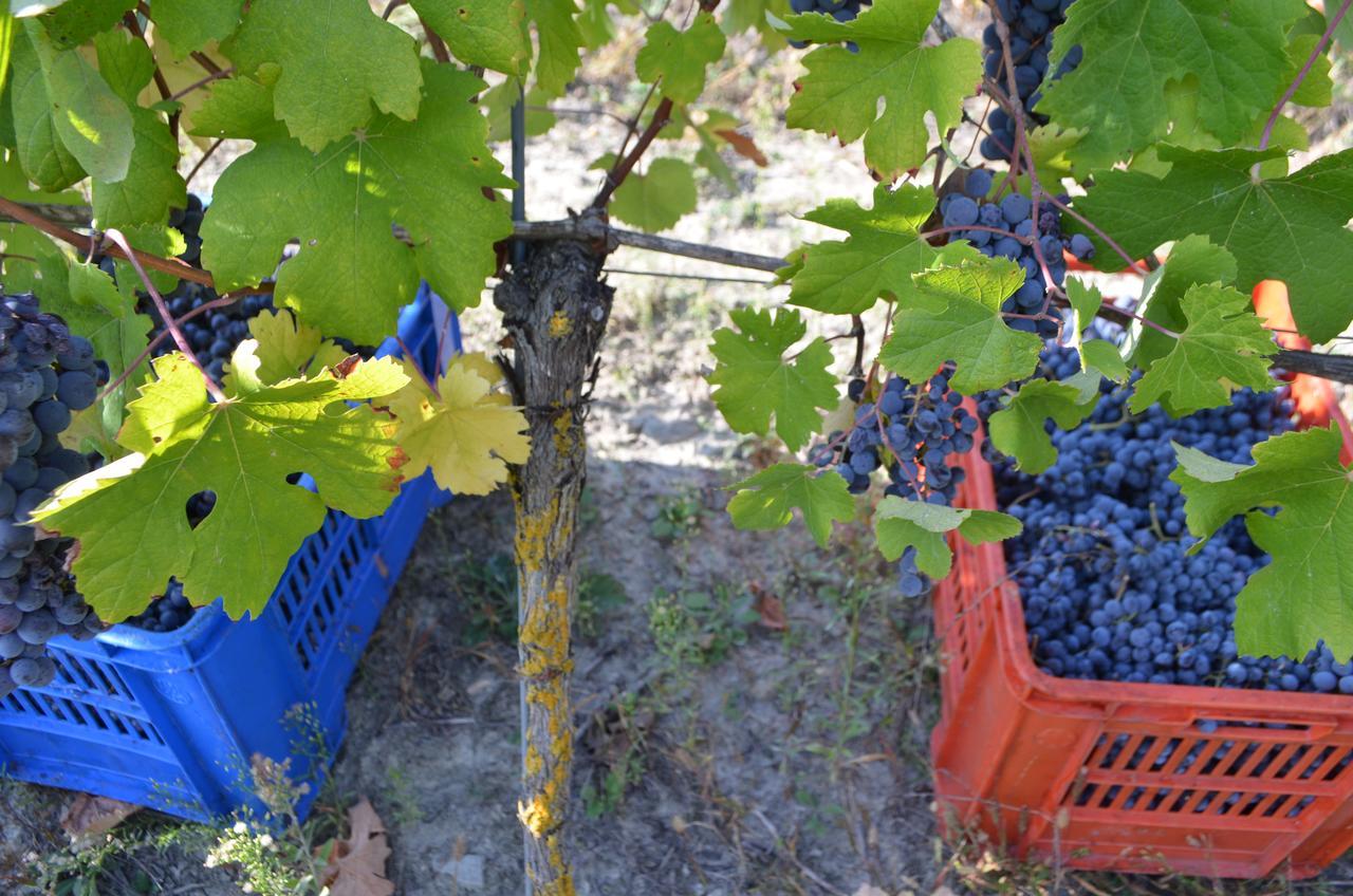 Cascina Il Convivio Guest House Diano d'Alba Luaran gambar